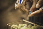 A pair of hands adorned with multiple rings is closely examining a gold ring with a large blue gemstone. The focus is on the detailed rings and the hands, with a blurred background and a glass container filled with green moss in the lower part of the image.