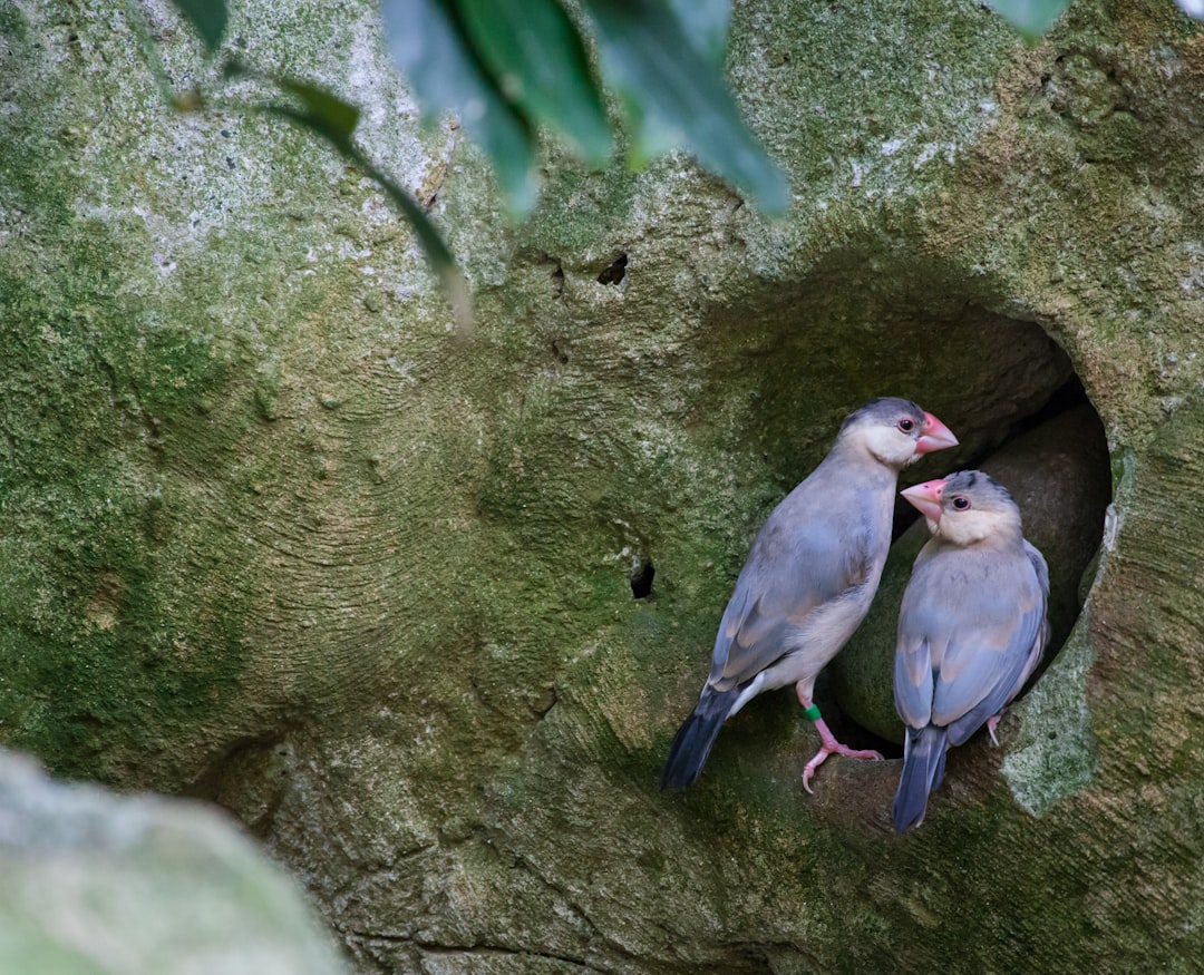 pair of blue birds on tree