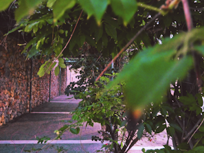 A stone patio with natural edging surrounded by green shrubs under warm sunlight.