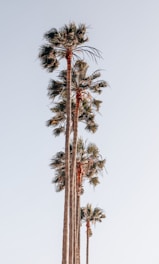 worm's-eye view photography of palm trees