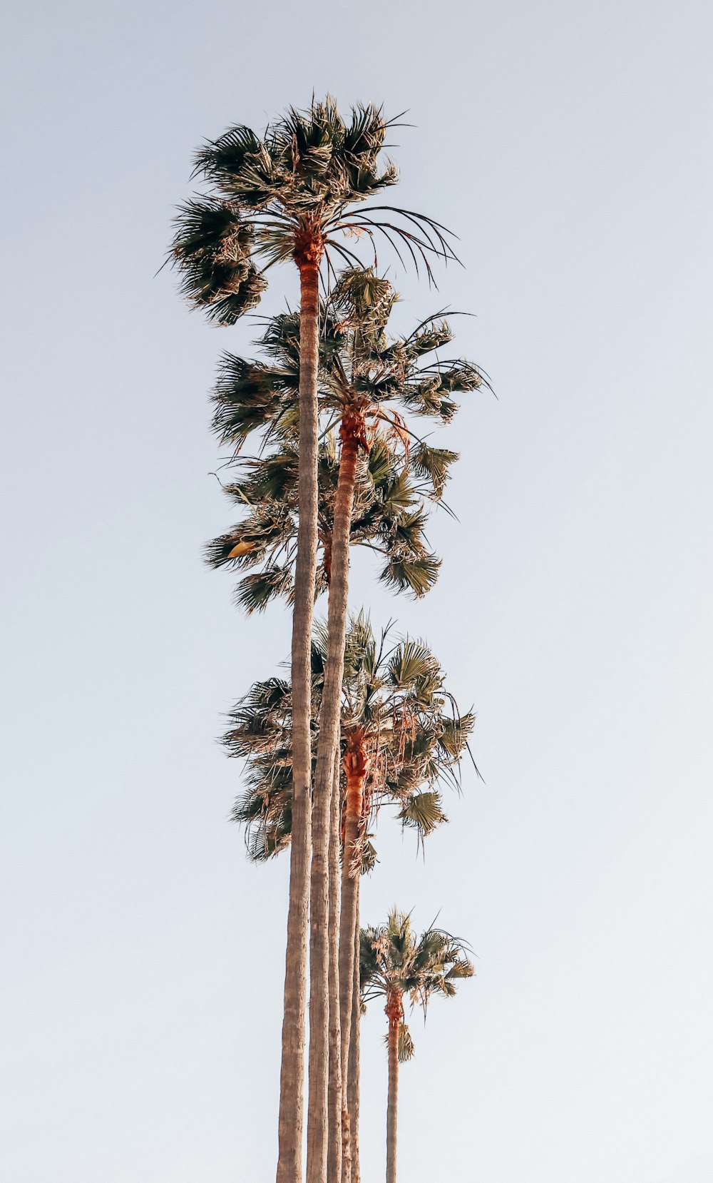 worm's-eye view photography of palm trees