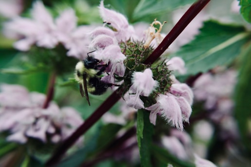 A close-up view of a bee perched on a cluster of delicate, pink flowers surrounded by lush green leaves. The bee appears to be collecting nectar, showcasing intricate details like its fuzzy body and wings.