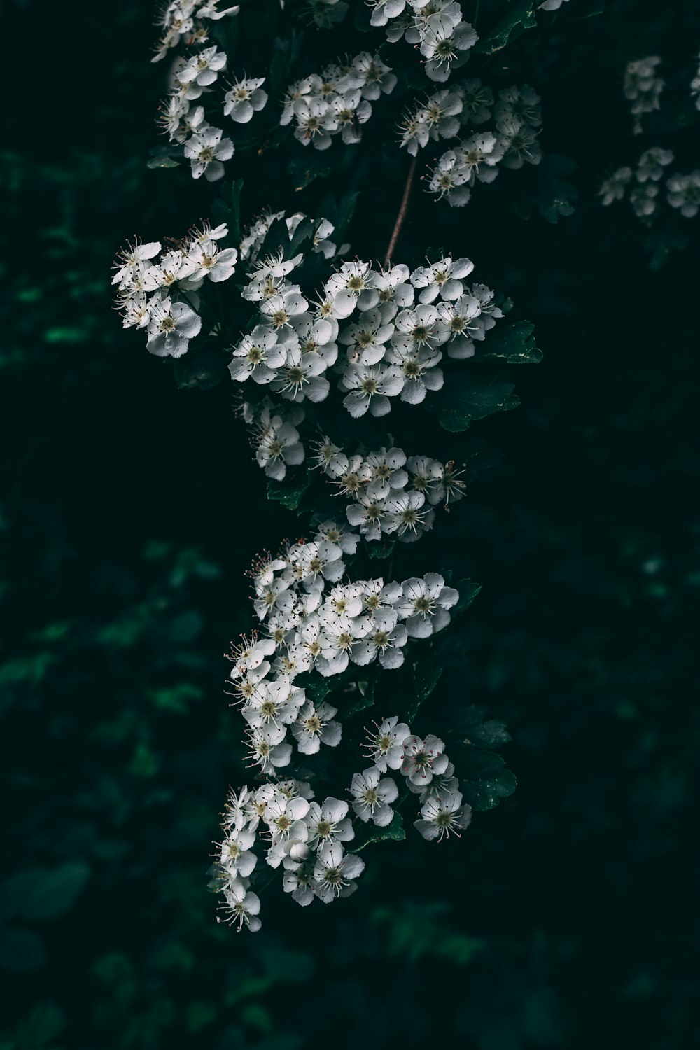 white petaled flower