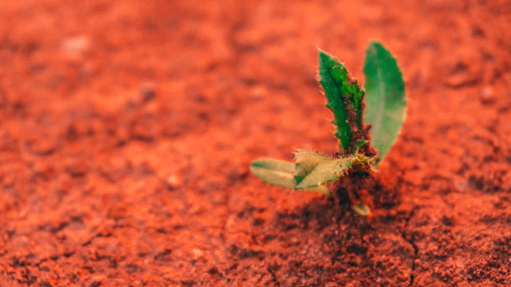 green leafed plant