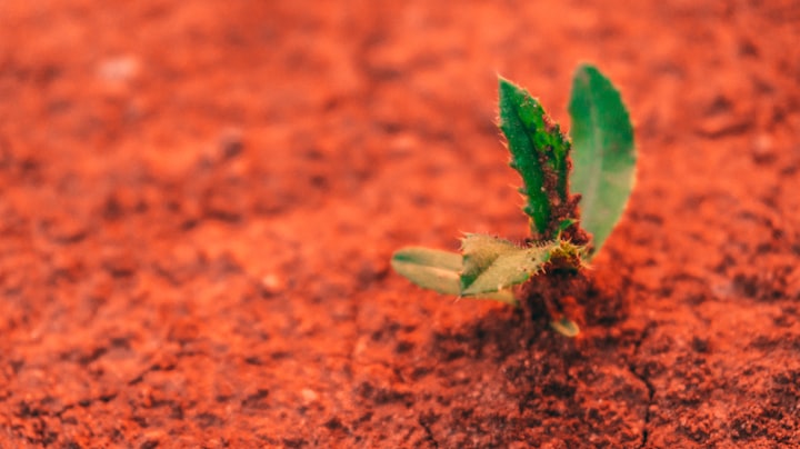 Plant life on Mars