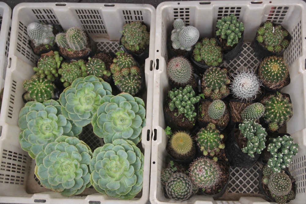 green cactus in white plastic crate