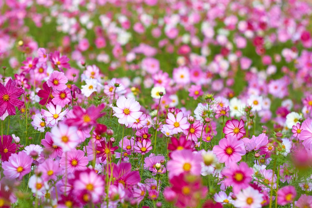 분홍색과 흰색 꽃밭