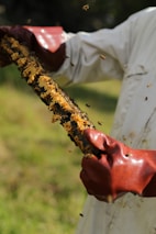 person holding beehive