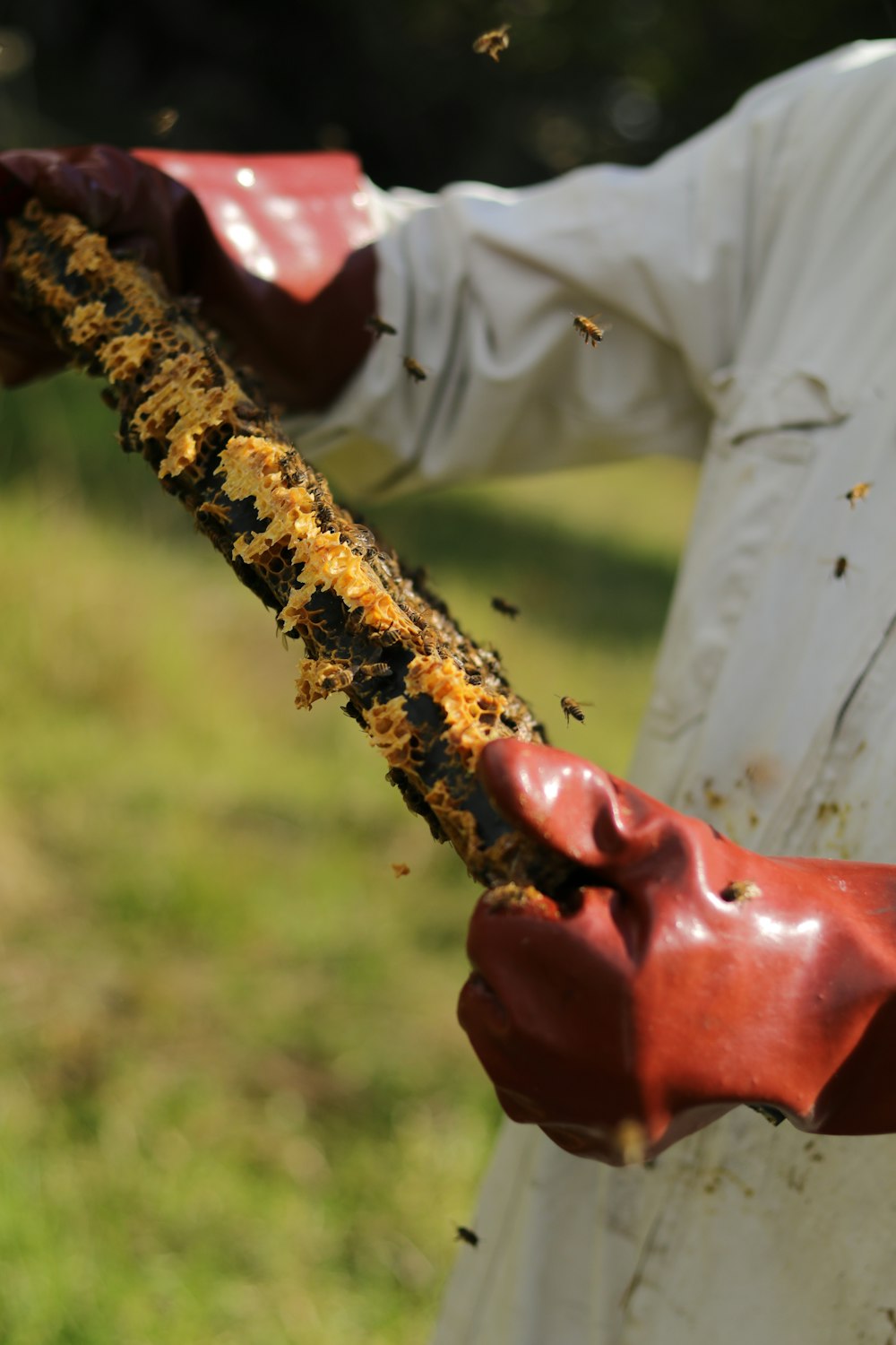 person holding beehive