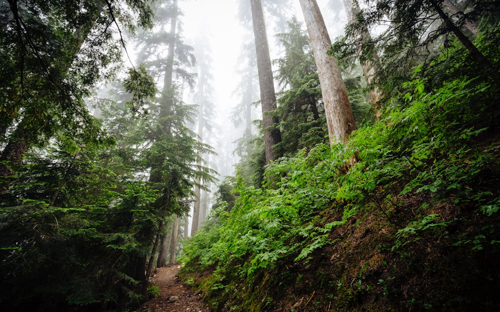 forest with trees and pathway