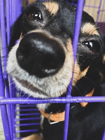 A close-up view of a dog's face peeking through the bars of a purple cage, with focus on its large nose and expressive eyes. The dog is wearing a brown collar.
