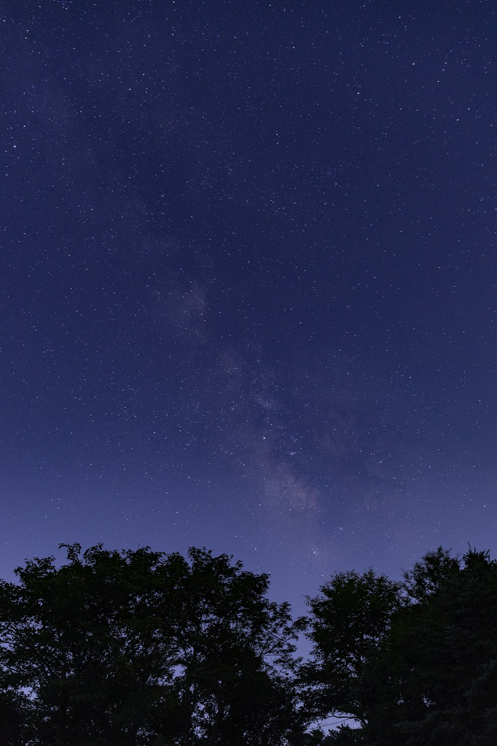 silhouette of tall trees under starry night