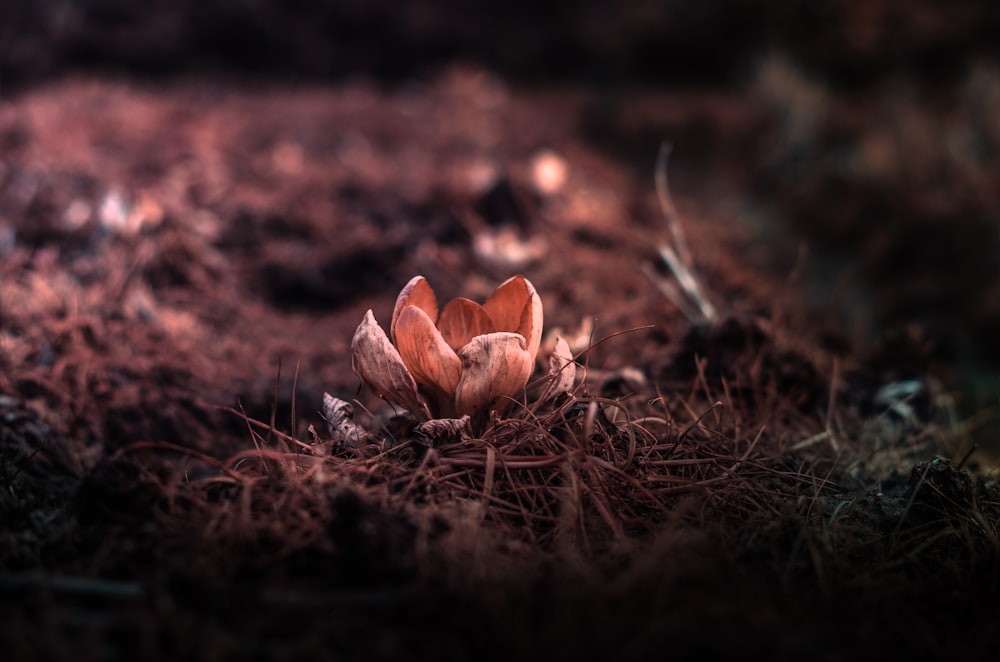 褐色花弁のセレクティブフォーカス写真