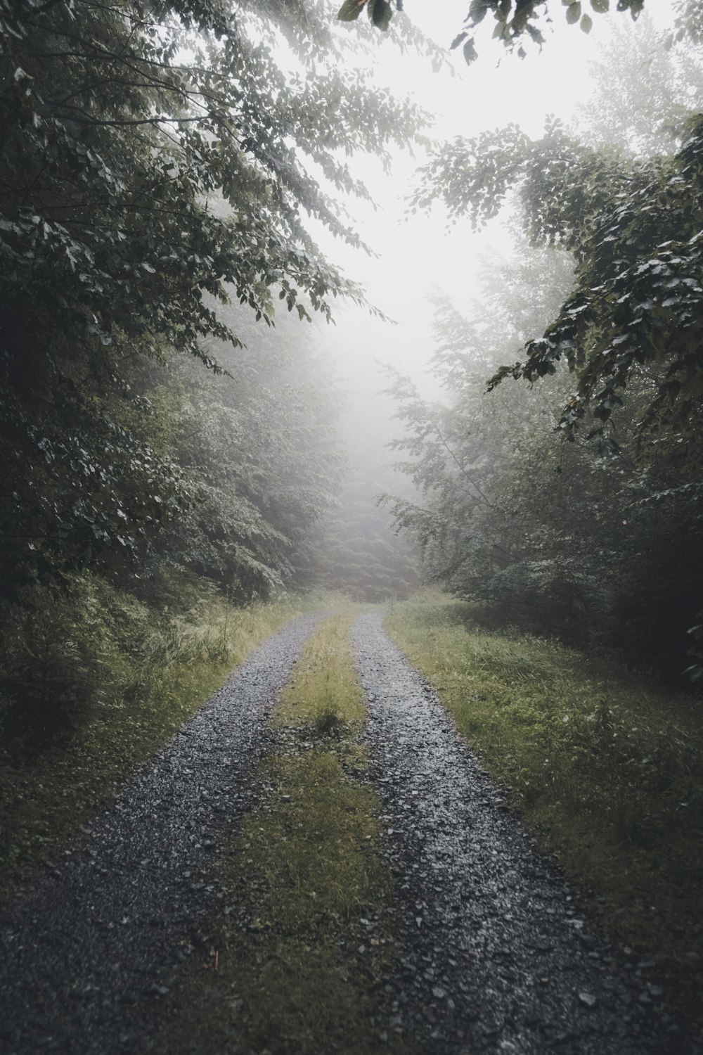 gravel road in between forest during foggy day