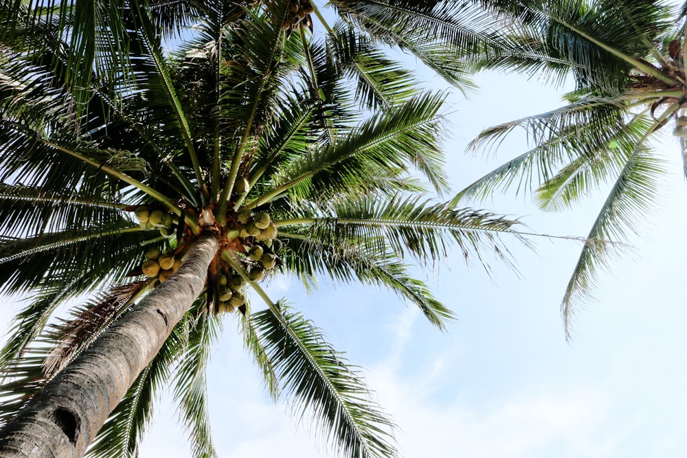 low-angle photo of coconut trees