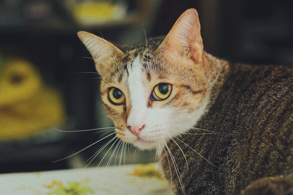 brown tabby cat selective focus photography