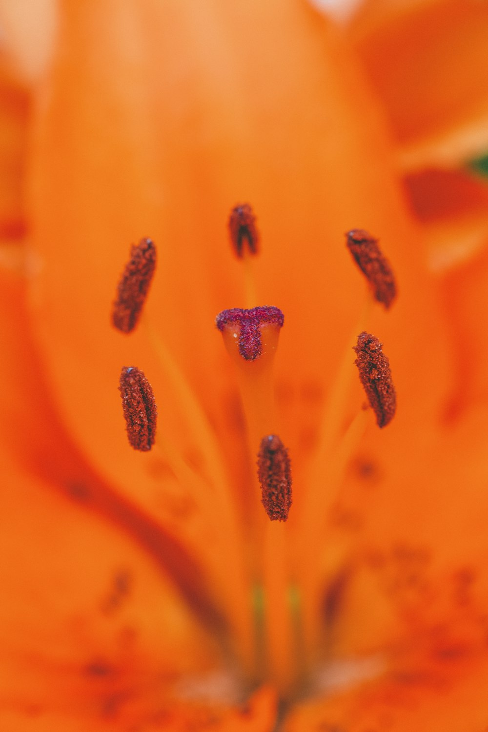 macro photography of orange lily