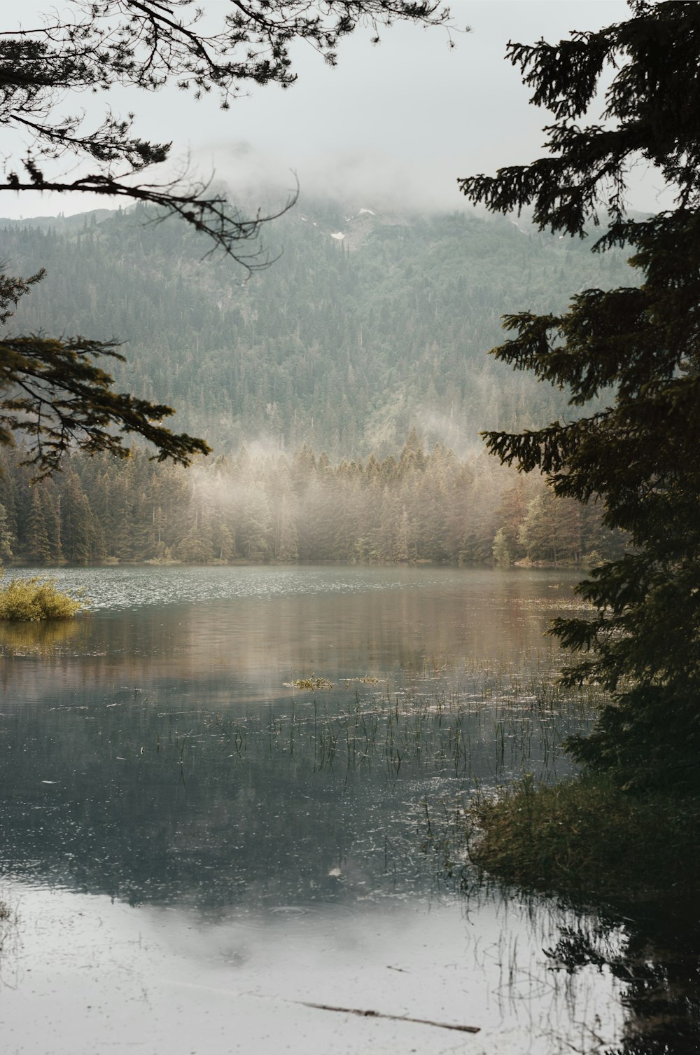 plan d’eau entouré d’arbres pendant la journée