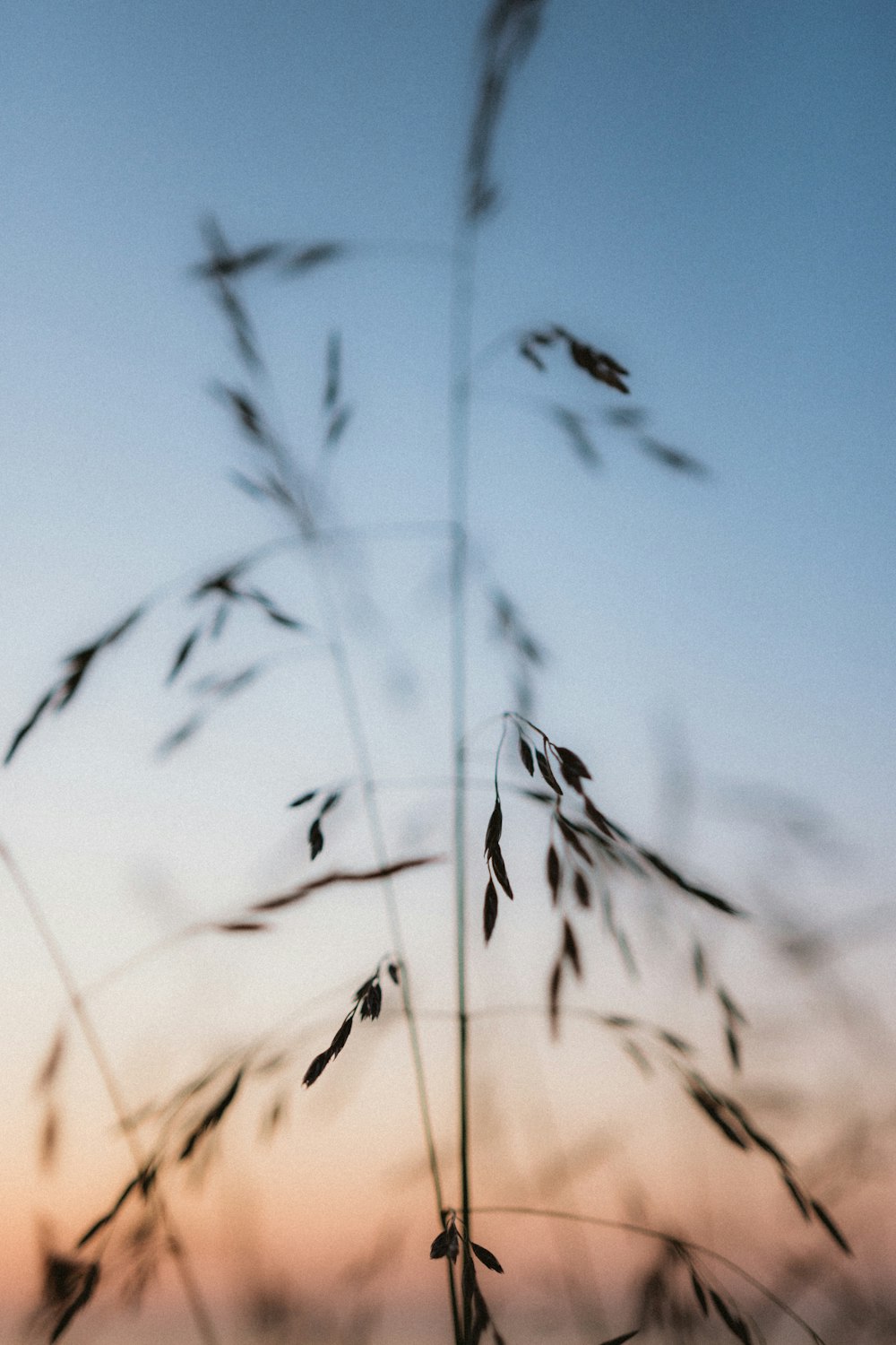 selective focus photograph of wheat