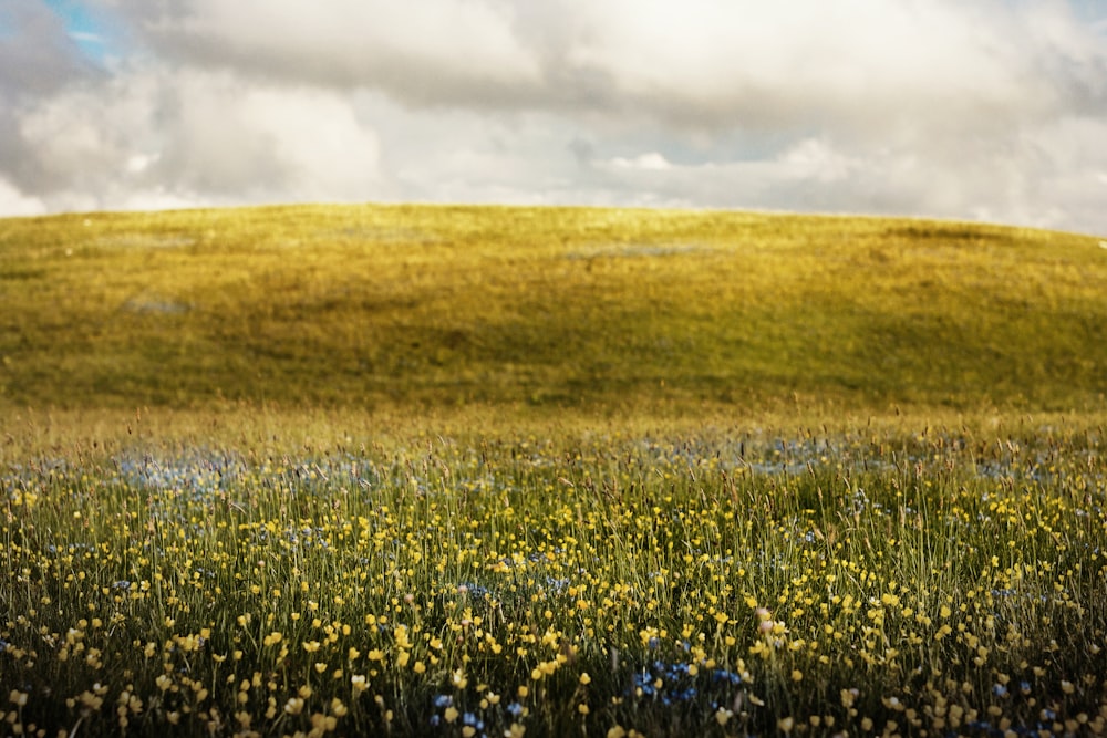 flower fields during daytime