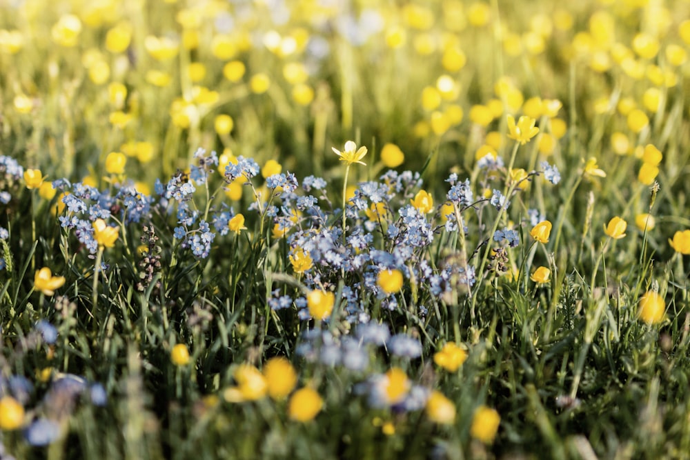 focus photography of yellow flowers