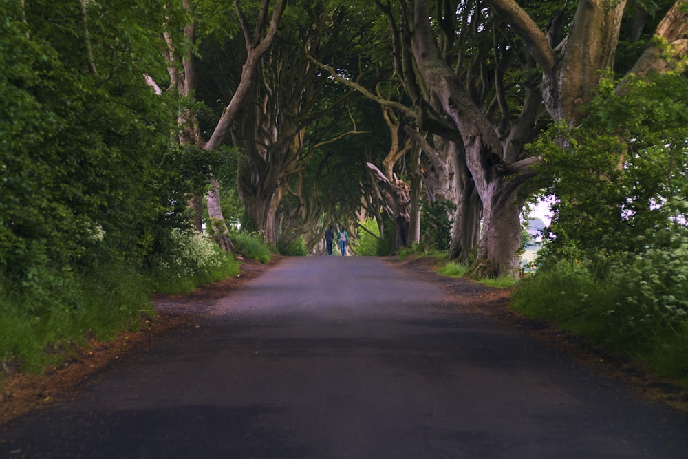 gray road under green and brown trees