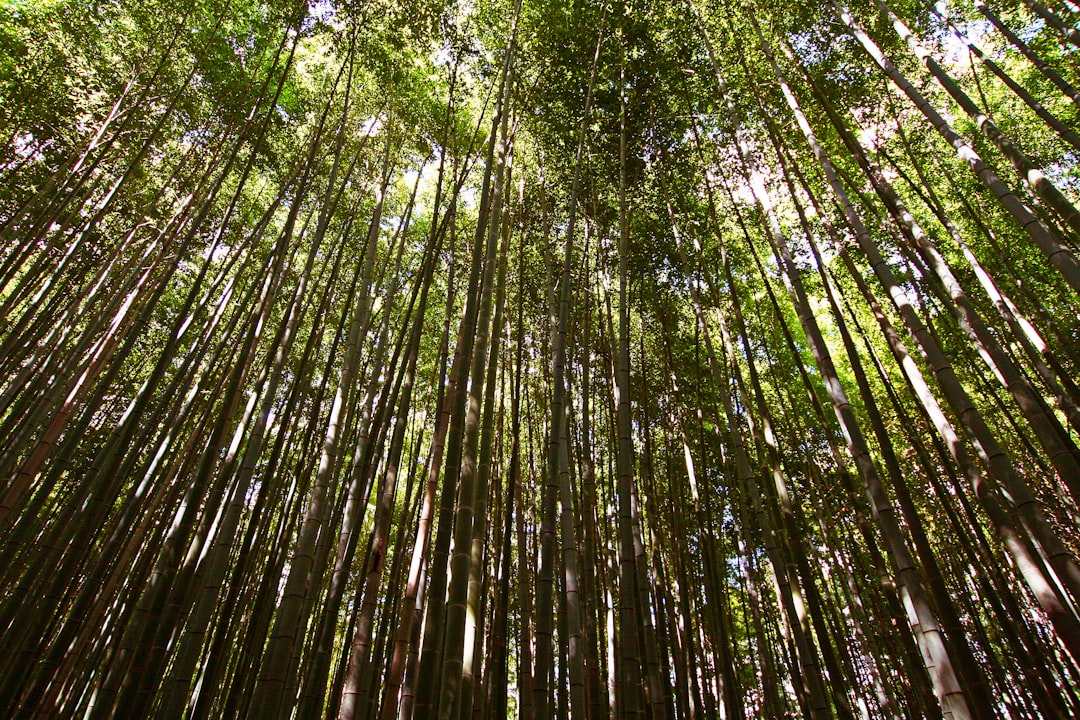 travelers stories about Forest in Arashiyama Bamboo Forest, Japan