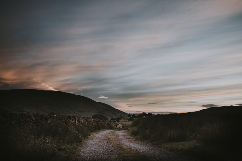 narrow pathway near grass o