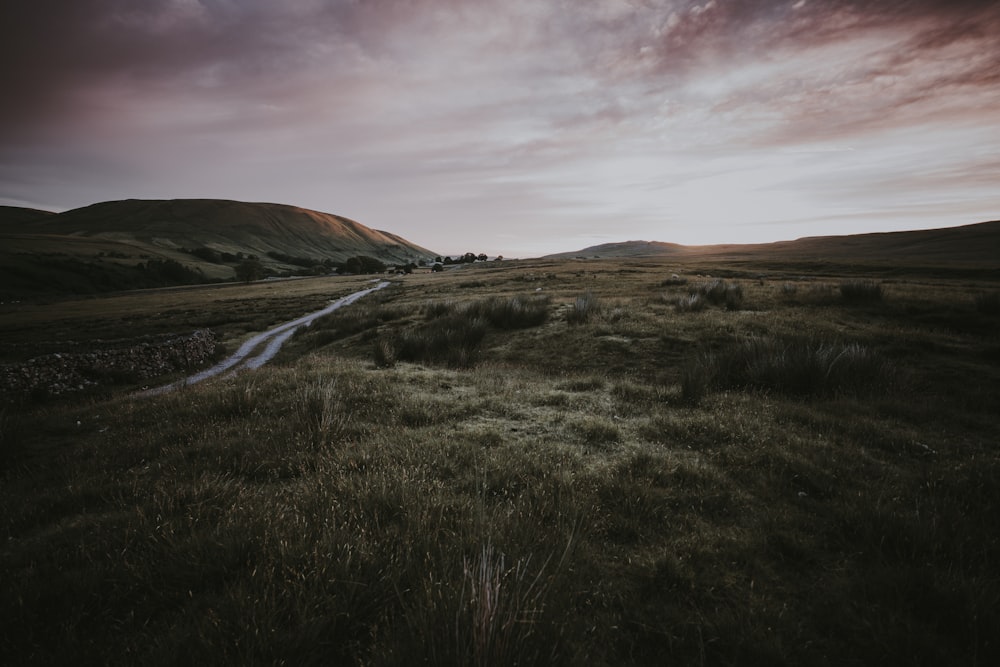 road between green grass