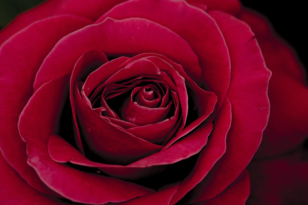 foto ravvicinata della rosa rossa