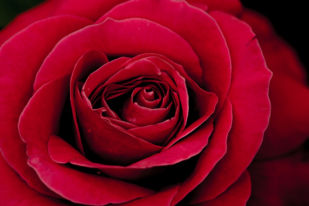 close up photo of red rose