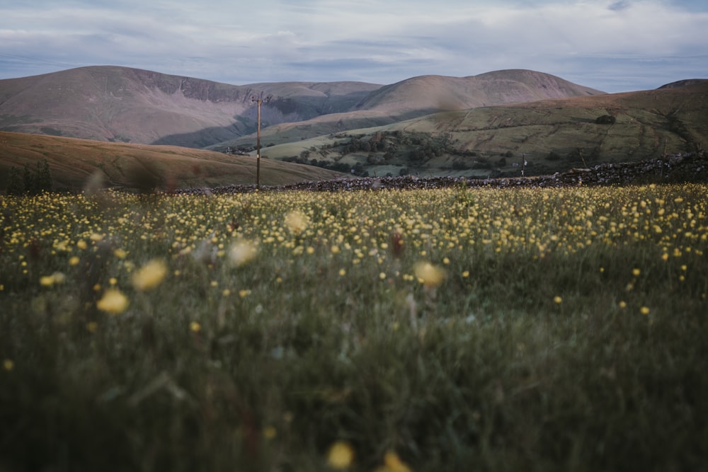 yellow flowers garden