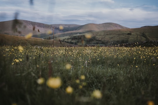 green grass field during daytime in Ravenstonedale United Kingdom