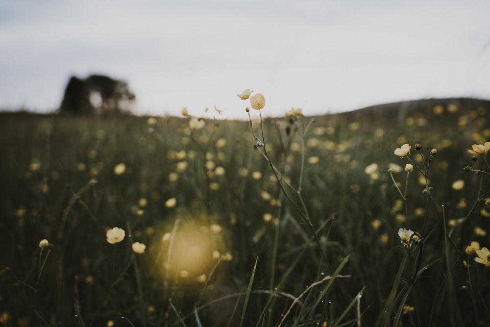 white flowers