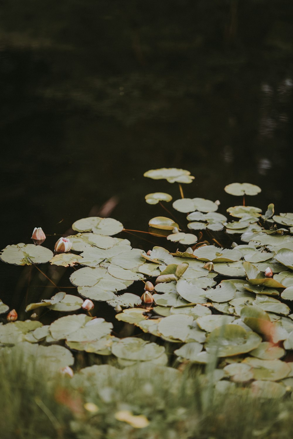 a pond filled with lots of water lilies