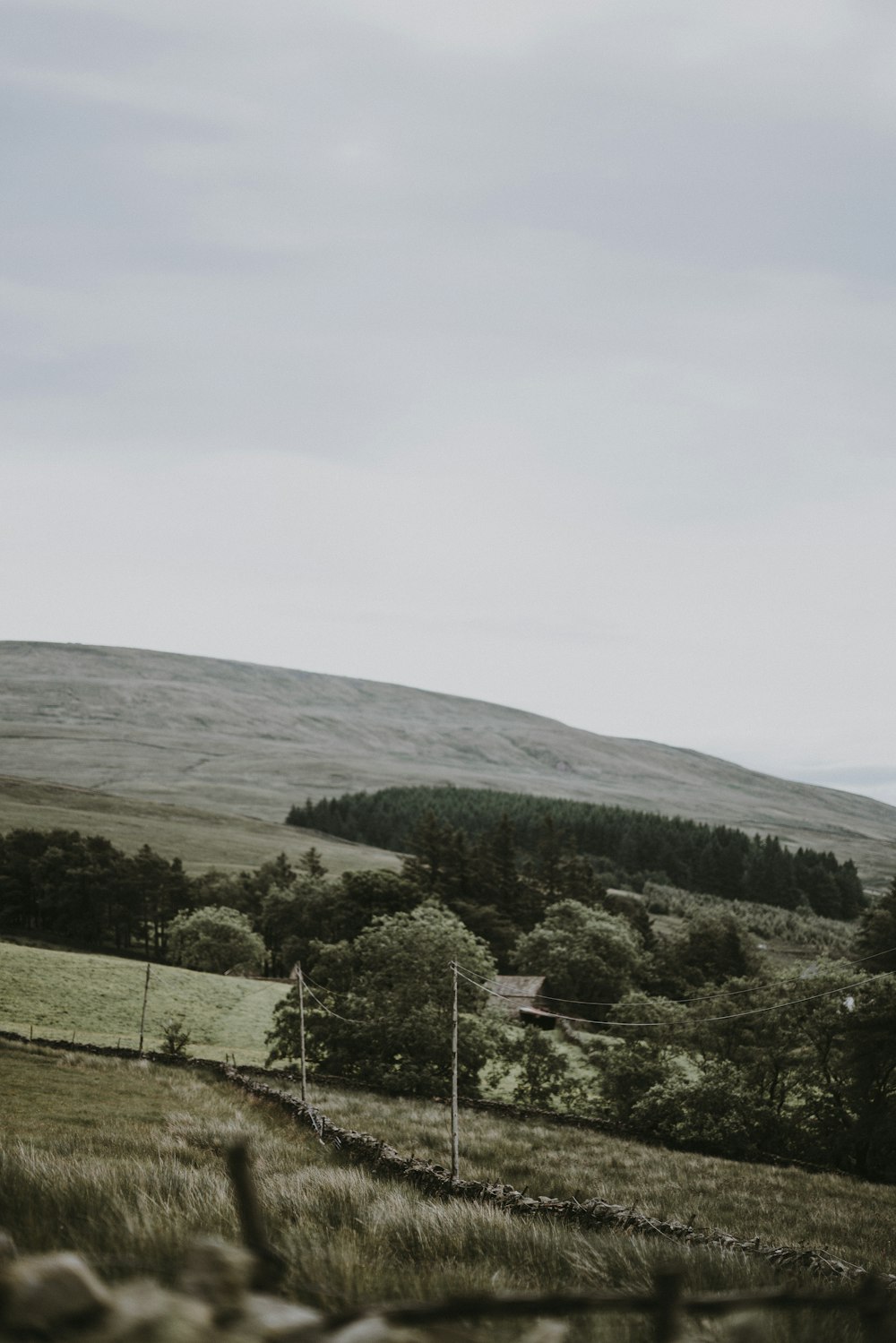 scenery of trees and mountain