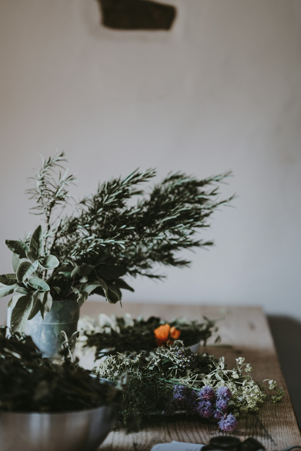 potted plant on table