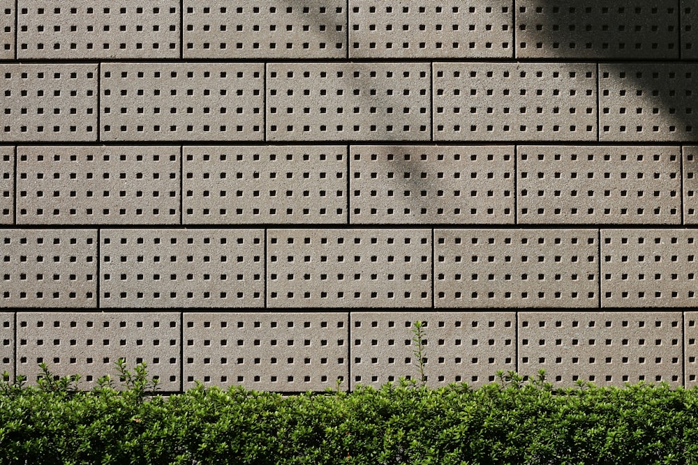 plantes à feuilles vertes sur un mur de briques en béton gris