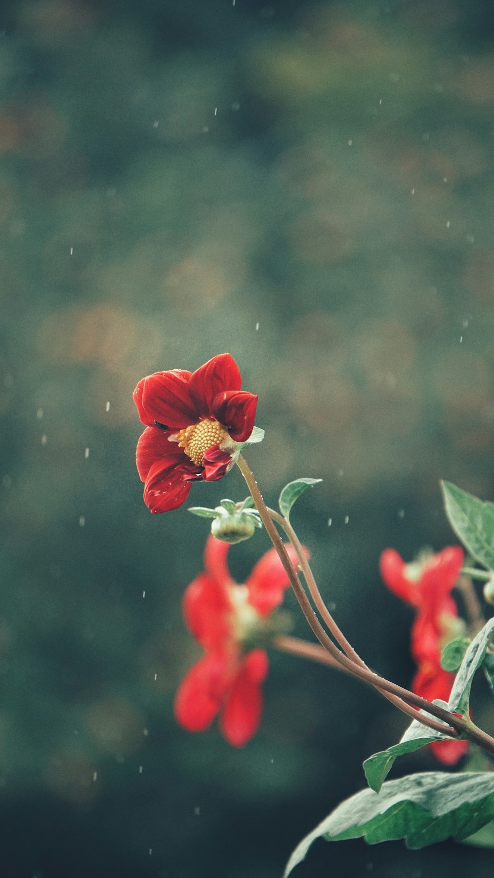Rote Blume in der Flachfokusfotografie