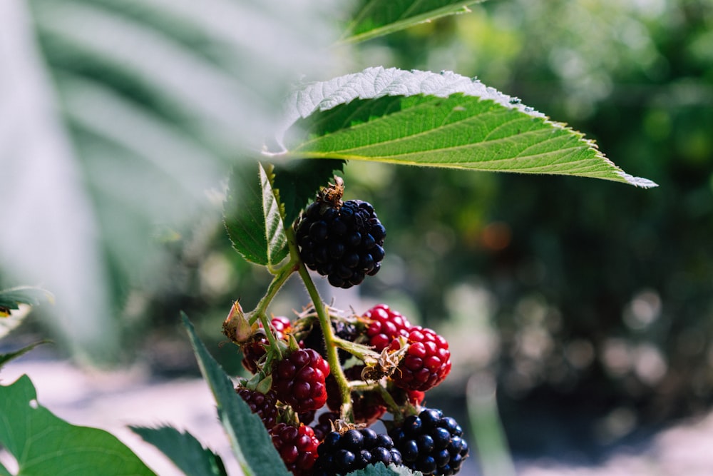 selective focus photography of red and blue raspberry fruits