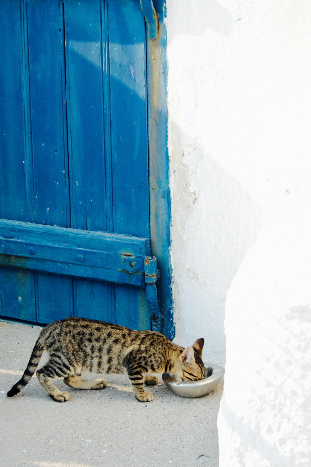 коричневый полосатый кот ест у стены