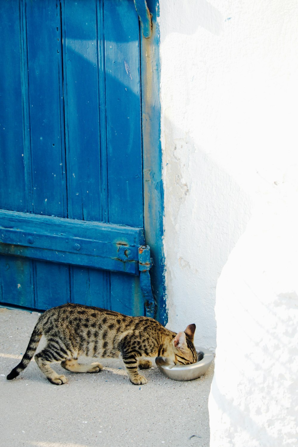 Gato atigrado marrón comiendo al lado de la pared