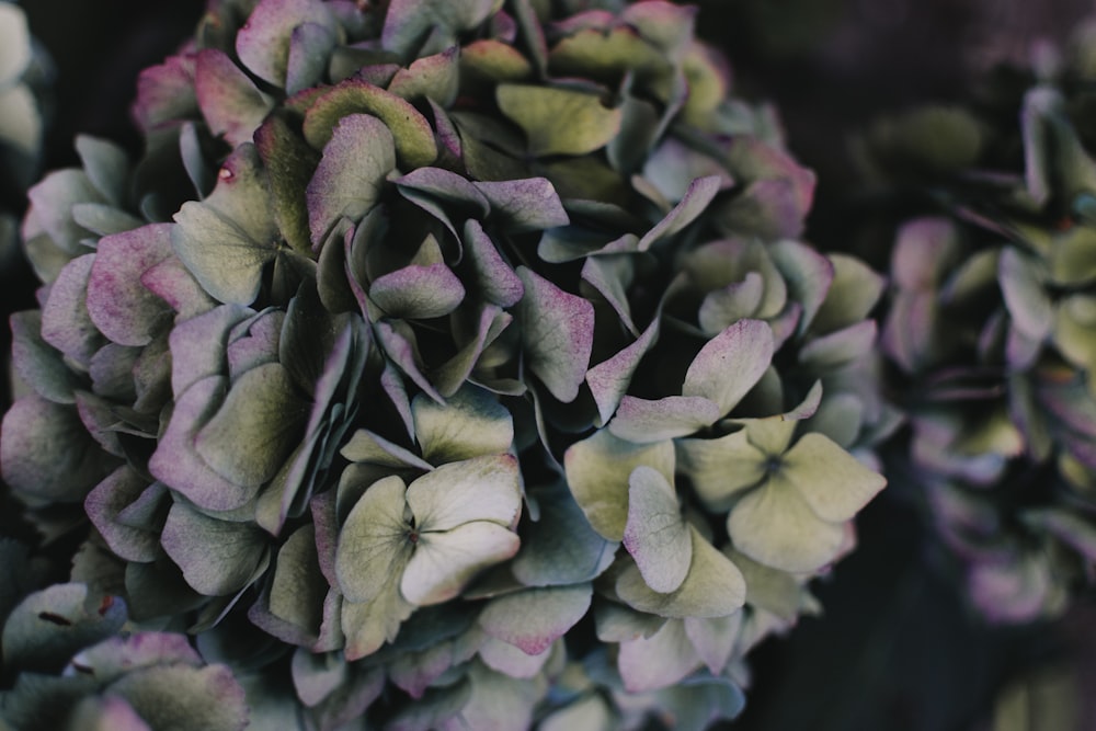 Mise au point sélective de la fleur d’hortensia