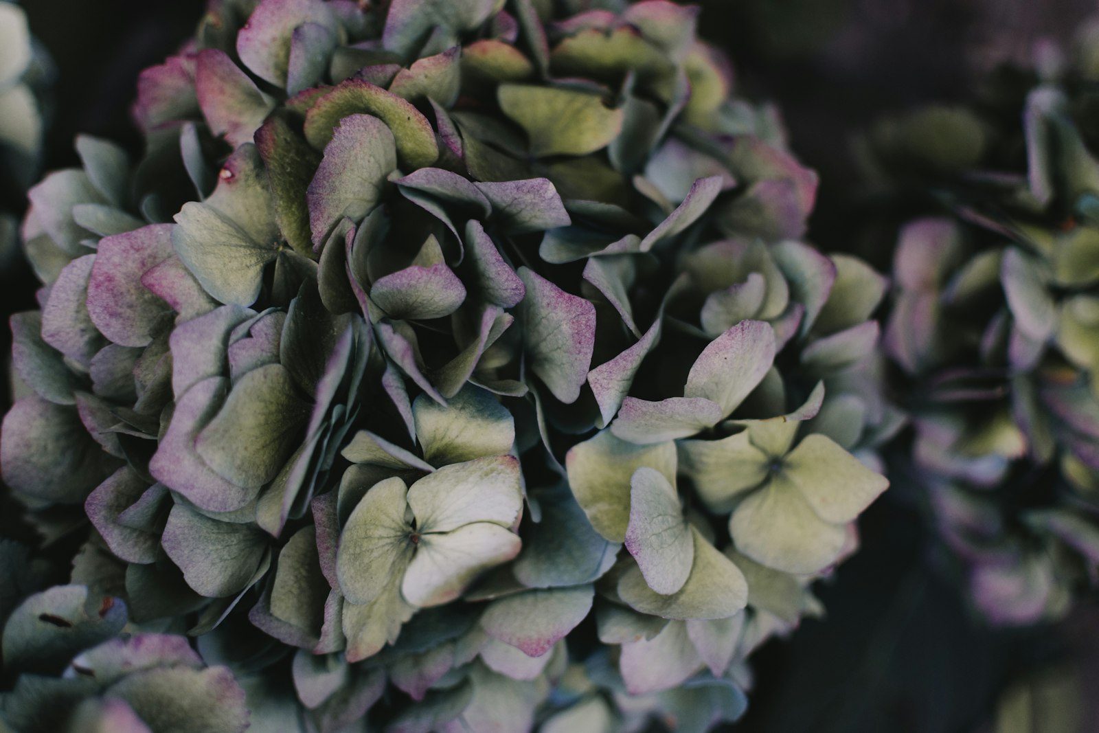 Nikon D500 + Nikon AF-S DX Nikkor 35mm F1.8G sample photo. Selective focus of hydrangea photography