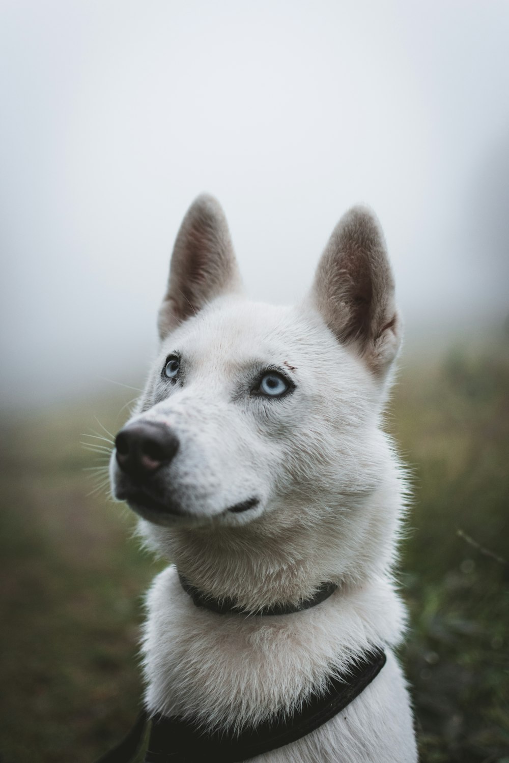 浅い焦点の写真で白い犬