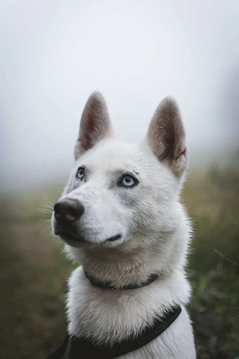 Husky Temel İtaat Komutları eğitimi