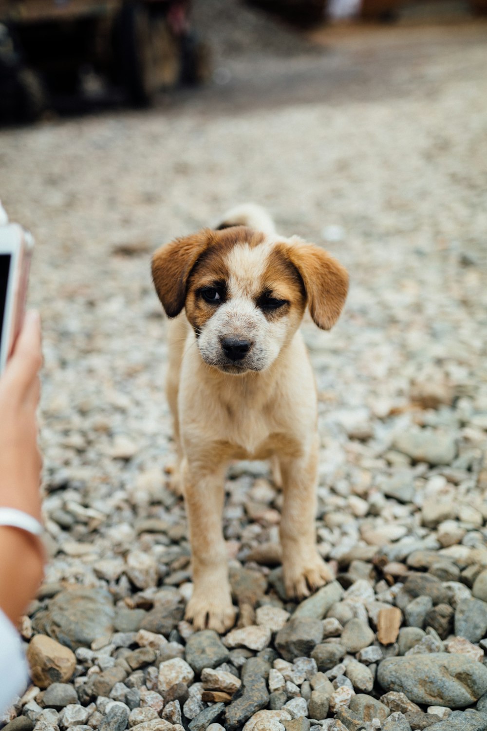 short-coated brown puppy standing on rocks