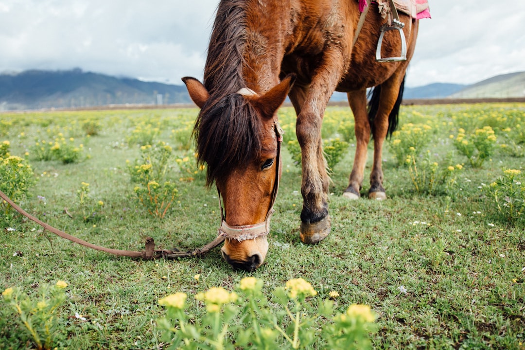 brown horse