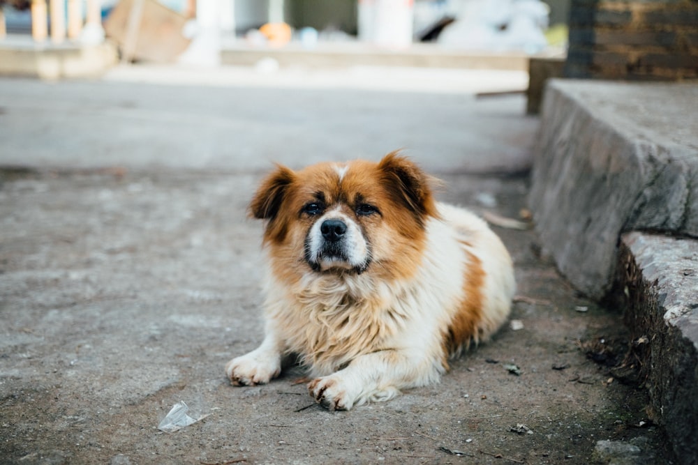 adult dog reclining on ground