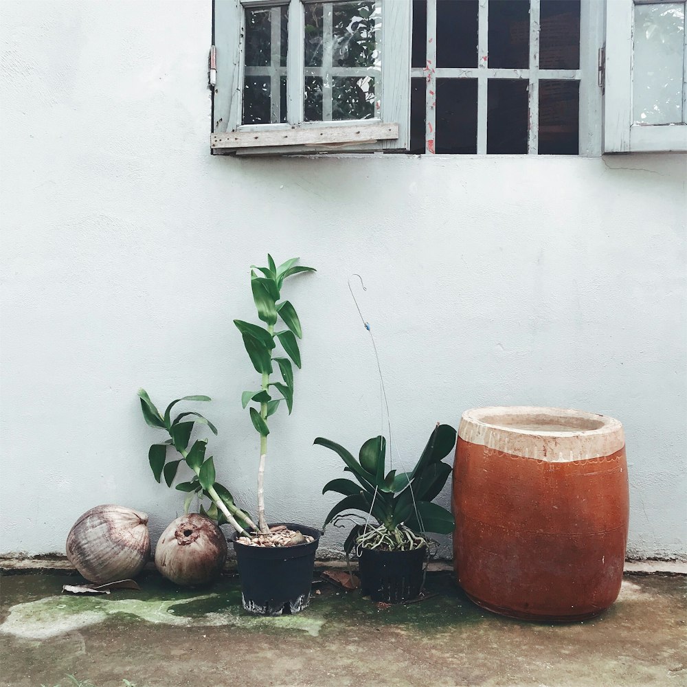 green plant on black pot beside white wall